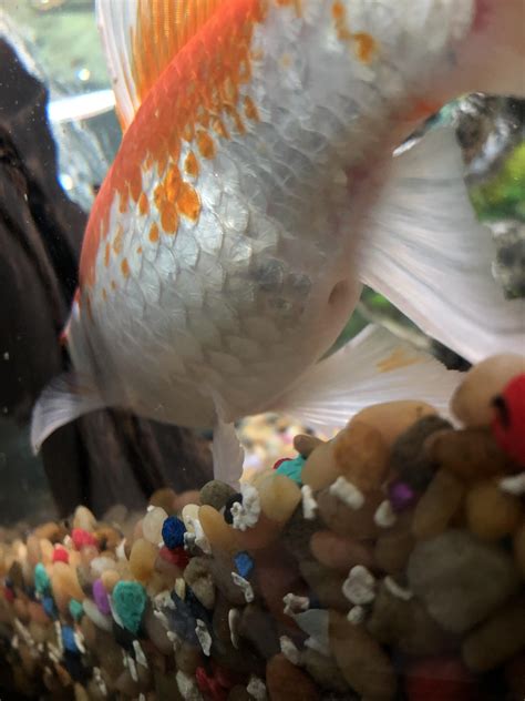 egg bound goldfish|More.